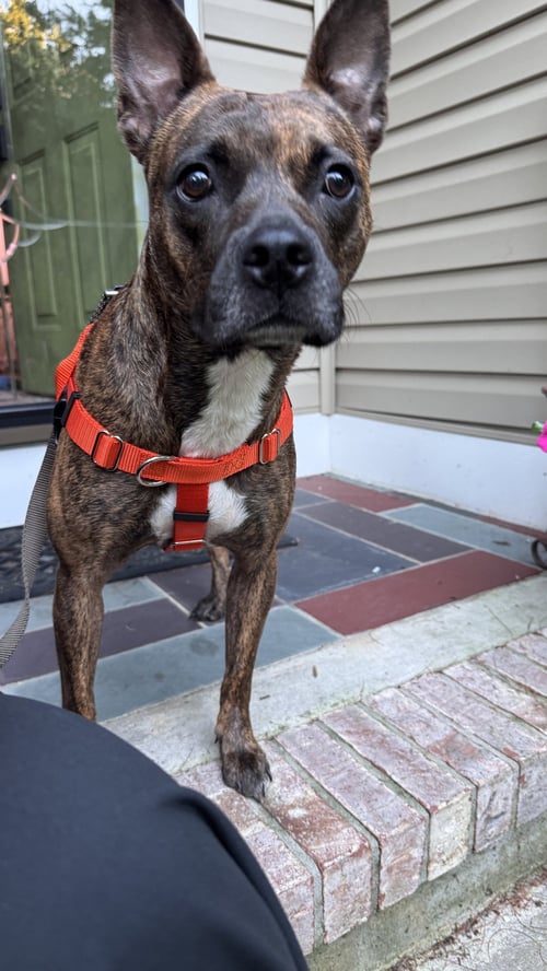 SISSY - THE THREE LEGGED SWEETHEART - Pit Bull Terrier available for adoption