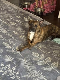 Sissy - The Three Legged Sweetheart - Photo 14