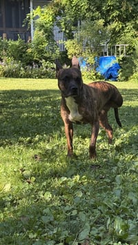 Sissy - The Three Legged Sweetheart - Photo 10