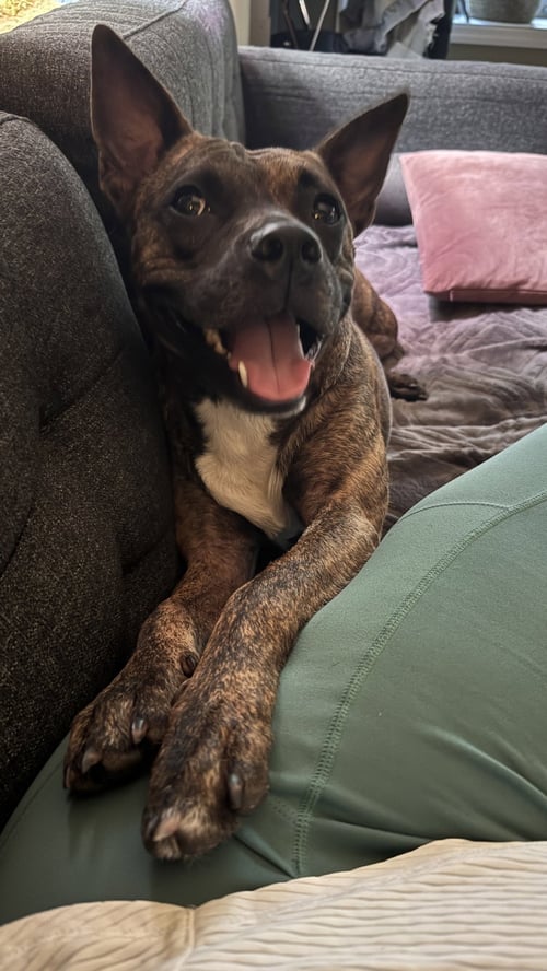 SISSY - THE THREE LEGGED SWEETHEART - Pit Bull Terrier available for adoption