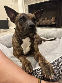Sissy - The Three Legged Sweetheart - Photo 11