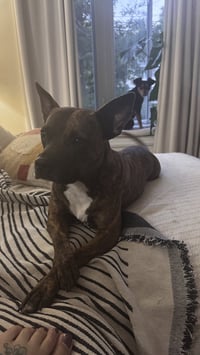 Sissy - The Three Legged Sweetheart - Photo 5