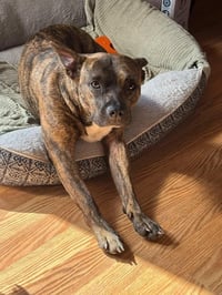 Sissy - The Three Legged Sweetheart - Photo 9