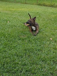 Sissy - The Three Legged Sweetheart - Photo 13