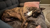 Sissy - The Three Legged Sweetheart - Photo 3