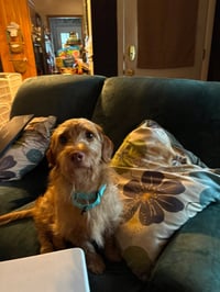 Buddy - tiny but mighty - Photo 5
