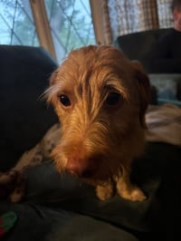 Buddy - tiny but mighty - Photo 6