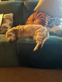 Buddy - tiny but mighty - Photo 4