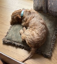 Buddy - tiny but mighty - Photo 2