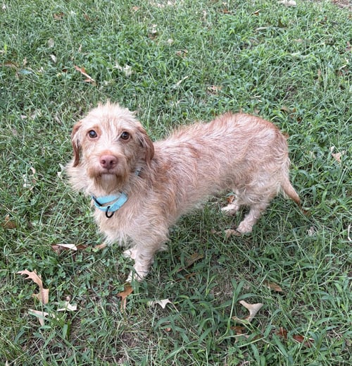 BUDDY - TINY BUT MIGHTY - Dachshund / Poodle (Standard) available for adoption