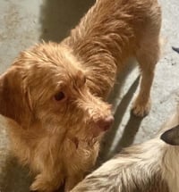 Buddy - tiny but mighty - Photo 8