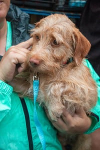 Buddy - tiny but mighty - Photo 3