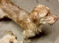 Buddy - tiny but mighty - Photo 9