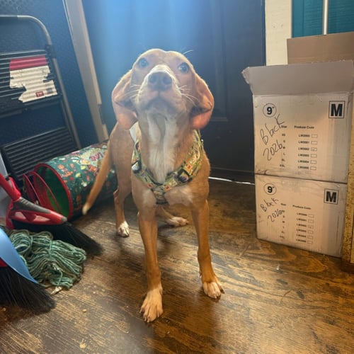 ODIE- PLAYFUL GIRL - Pharaoh Hound / Labrador Retriever available for adoption
