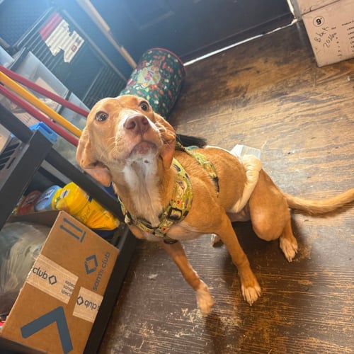 ODIE- PLAYFUL GIRL - Pharaoh Hound / Labrador Retriever available for adoption