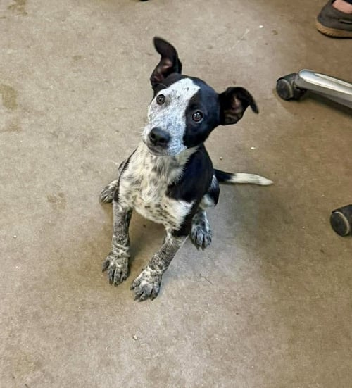 CALAMITY WREN - Australian Cattle Dog/Blue Heeler available for adoption