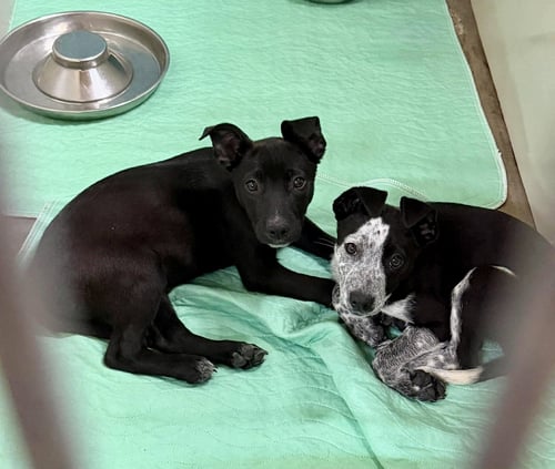 CALAMITY WREN - Australian Cattle Dog/Blue Heeler available for adoption