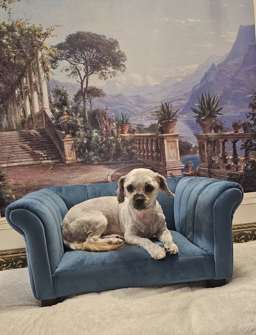 PEPPER - Shih Tzu / Poodle (unknown type) available for adoption