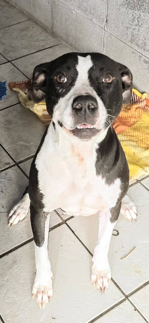 GRACE - CONFIDENT AND QUIRKY GIRL - American Pit Bull Terrier / Pit Bull Terrier available for adoption