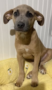 Sparrow- hound/lab puppy - Photo 6
