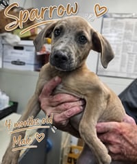 Sparrow- hound/lab puppy - Photo 8
