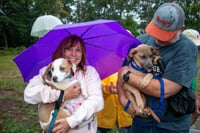 Sparrow- hound/lab puppy - Photo 10
