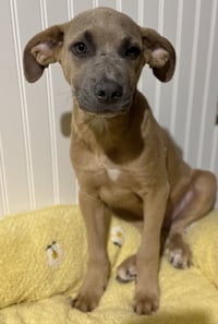 Sparrow- hound/lab puppy - Photo 7