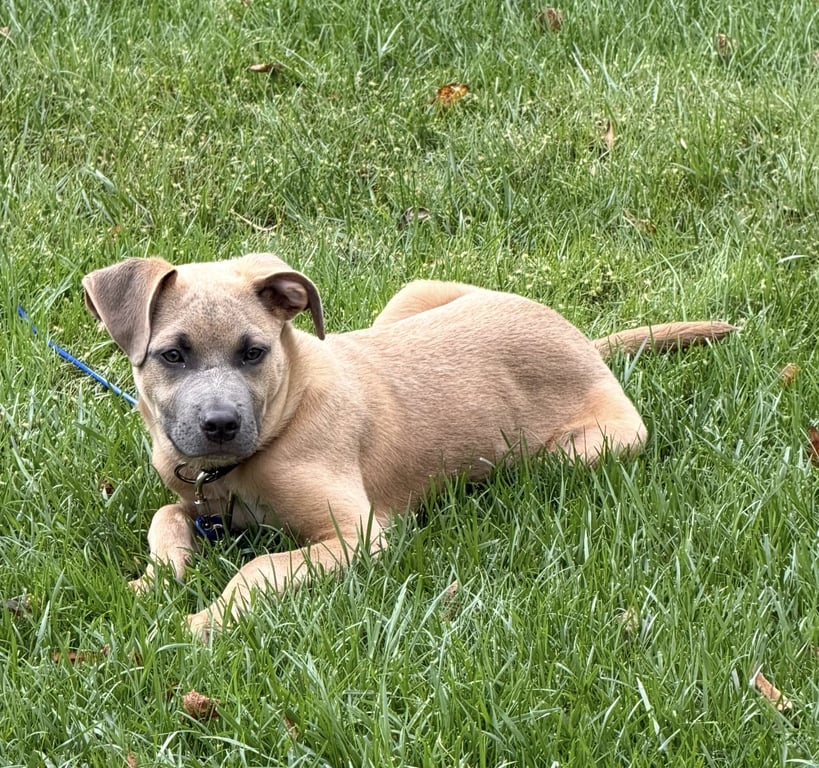 Sparrow- hound/lab puppy Image