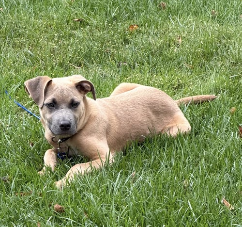 SPARROW- HOUND/LAB PUPPY - Hound / Labrador Retriever available for adoption