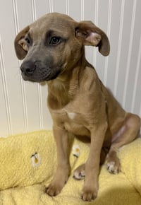 Sparrow- hound/lab puppy - Photo 9