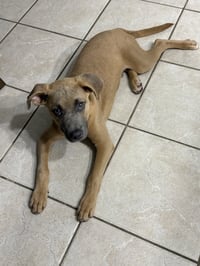 Sparrow- hound/lab puppy - Photo 4