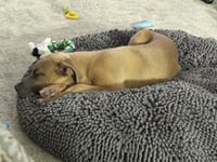 Sparrow- hound/lab puppy - Photo 3