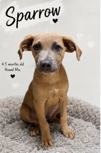Sparrow- hound/lab puppy - Photo 5