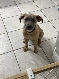 Sparrow- hound/lab puppy - Photo 2