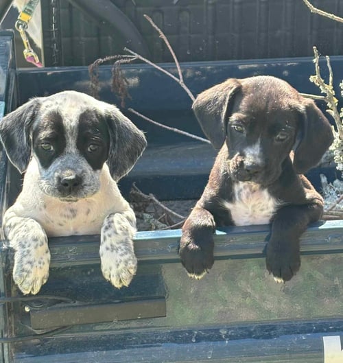 ROBIN ~ ADOPTION PENDING! - Bluetick Coonhound / Pointer available for adoption
