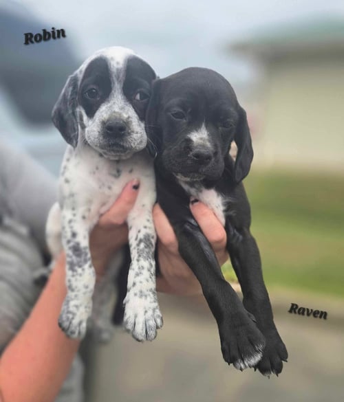 ROBIN ~ ADOPTION PENDING! - Bluetick Coonhound / Pointer available for adoption