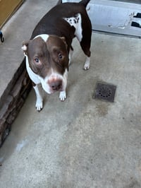 Rocco - Courtesy Post - Photo 1