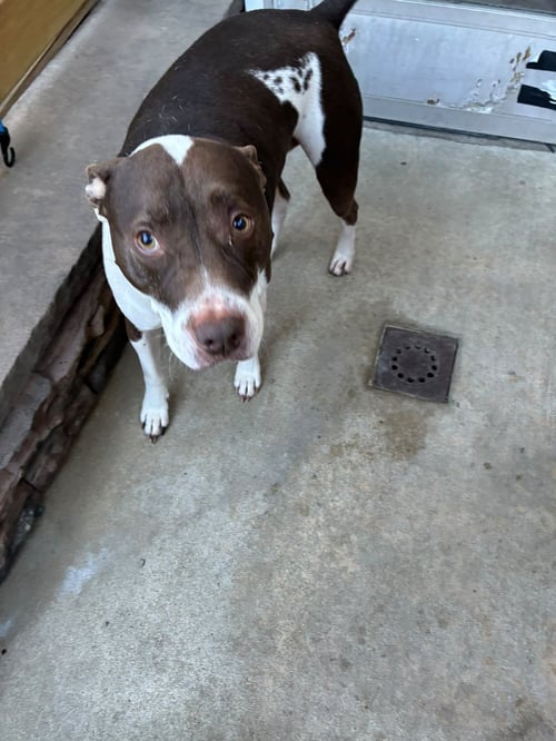 ROCCO - COURTESY POST - Pit Bull Terrier available for adoption