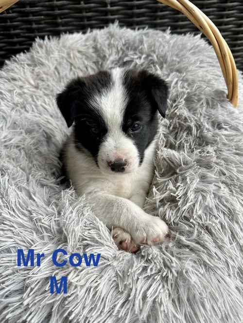 MR. COW - Terrier available for adoption