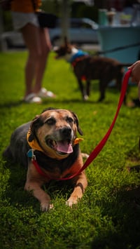 Abby - Awesome Girl! - Photo 7