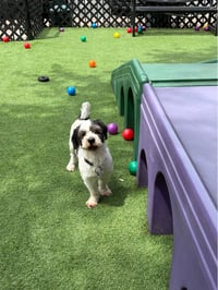 Rocky - No More Applications, Please! - Photo 1