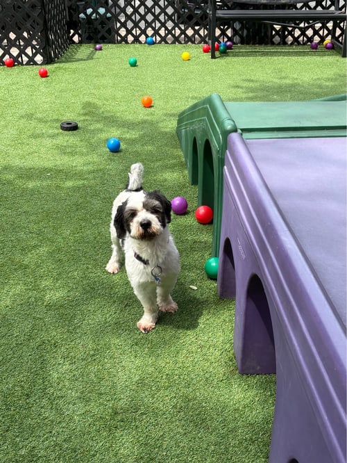 ROCKY - NO MORE APPLICATIONS, PLEASE! - Shih Tzu available for adoption