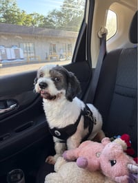 Rocky - No More Applications, Please! - Photo 3