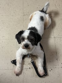 Rocky - No More Applications, Please! - Photo 4