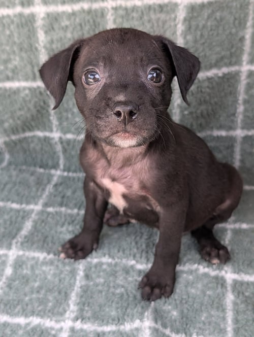 STORM SURGE - Chihuahua / Terrier available for adoption