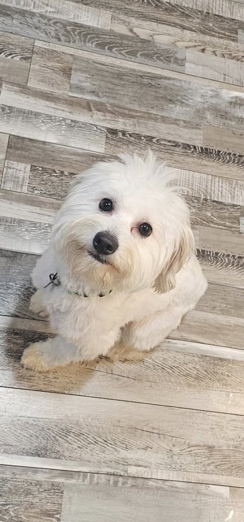 COCO BOY -NO MORE APPLICATIONS PLEASE - Shih Tzu / Cocker Spaniel available for adoption