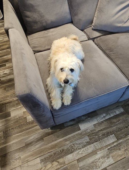 COCO BOY -TOO COOL FOR COCOA! - Shih Tzu / Cocker Spaniel available for adoption