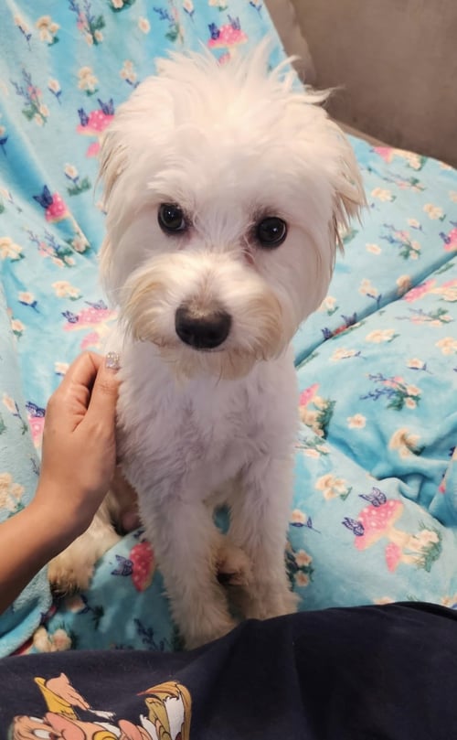 COCO BOY -NO MORE APPLICATIONS PLEASE - Shih Tzu / Cocker Spaniel available for adoption