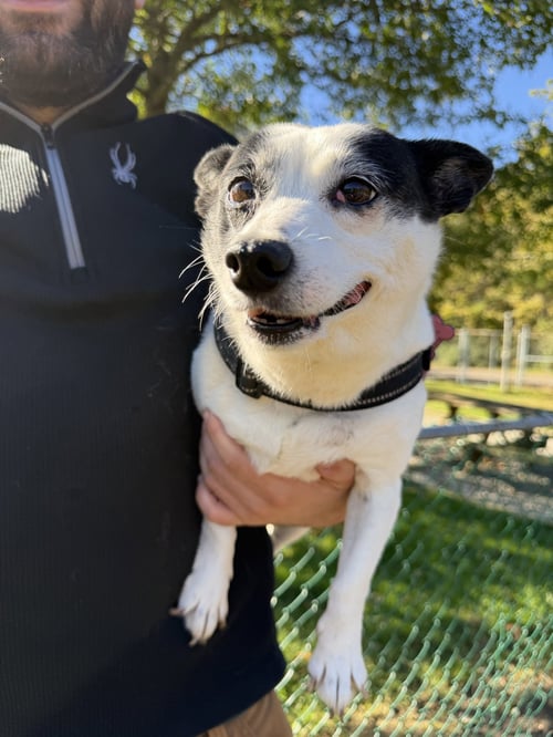 ABBY - Rat Terrier available for adoption