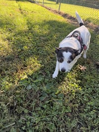 Abby - Photo 4